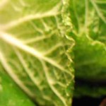 Napa Cabbage Salad
